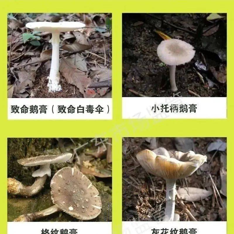 近期高发，小心误食！3天抢救11人_广东省_食用_荔枝