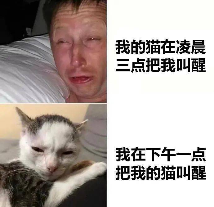 20张猫咪meme图第一张就笑喷了哈哈哈哈哈