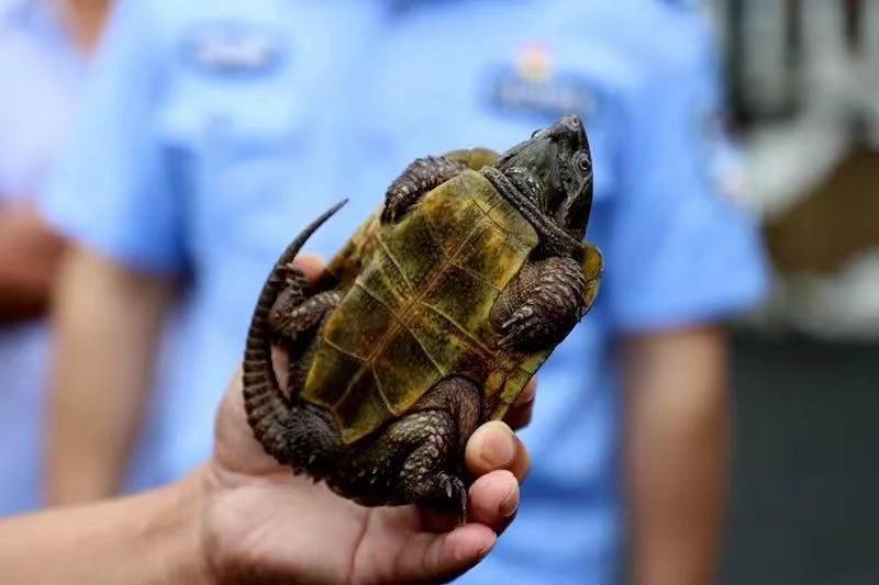 罕見鷹嘴龜現身江西長相奇特一次最多產卵3枚如今已瀕危