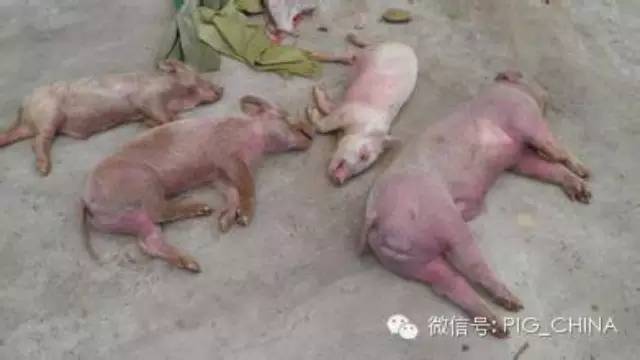 猪圆环病毒与猪丹毒、猪巴氏杆菌病混合感染的诊治_进行_检测_诊断