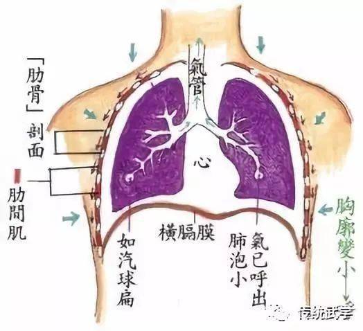 人体呼吸全过程循环图图片