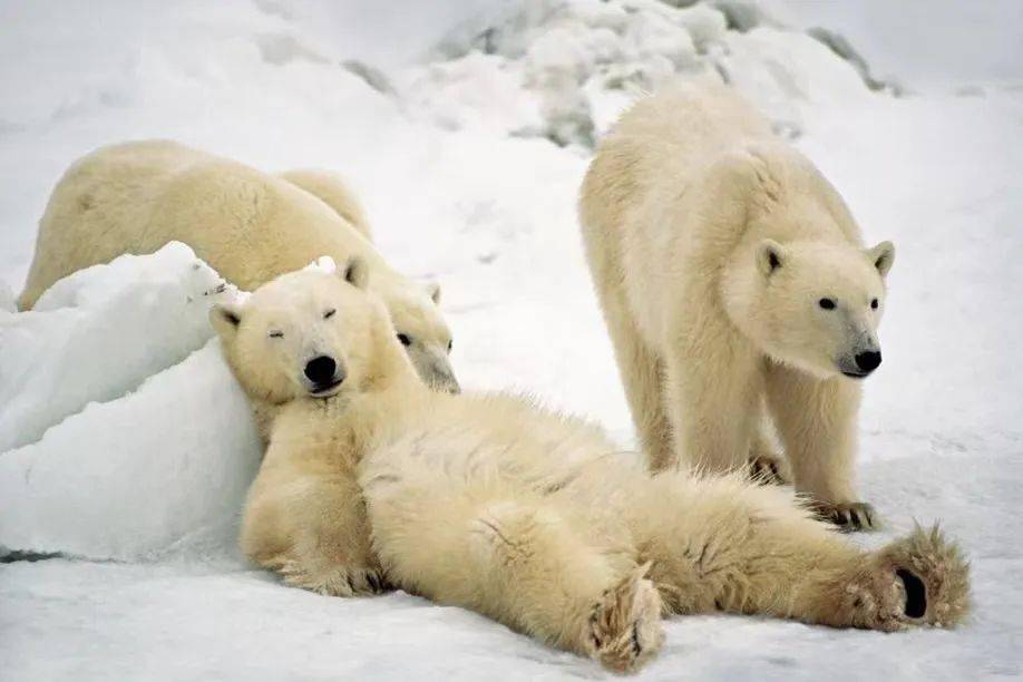 生物多样性|敬爸爸,敬动物世界的父爱