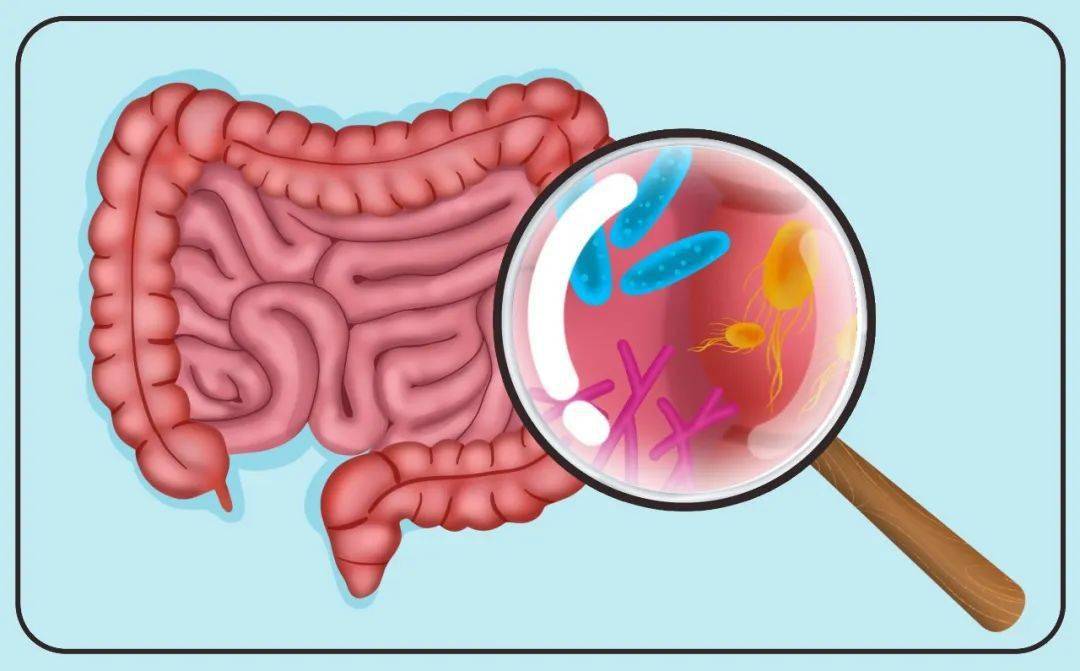 据微生物学家估计,在正常情况下人类胃肠道中至少有500种不同的微生物