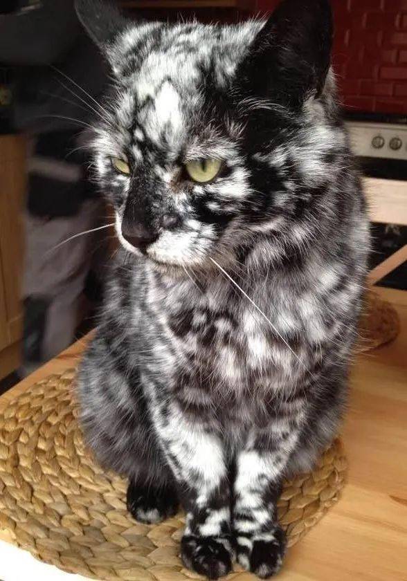 猫咪的花色居然也有名字下