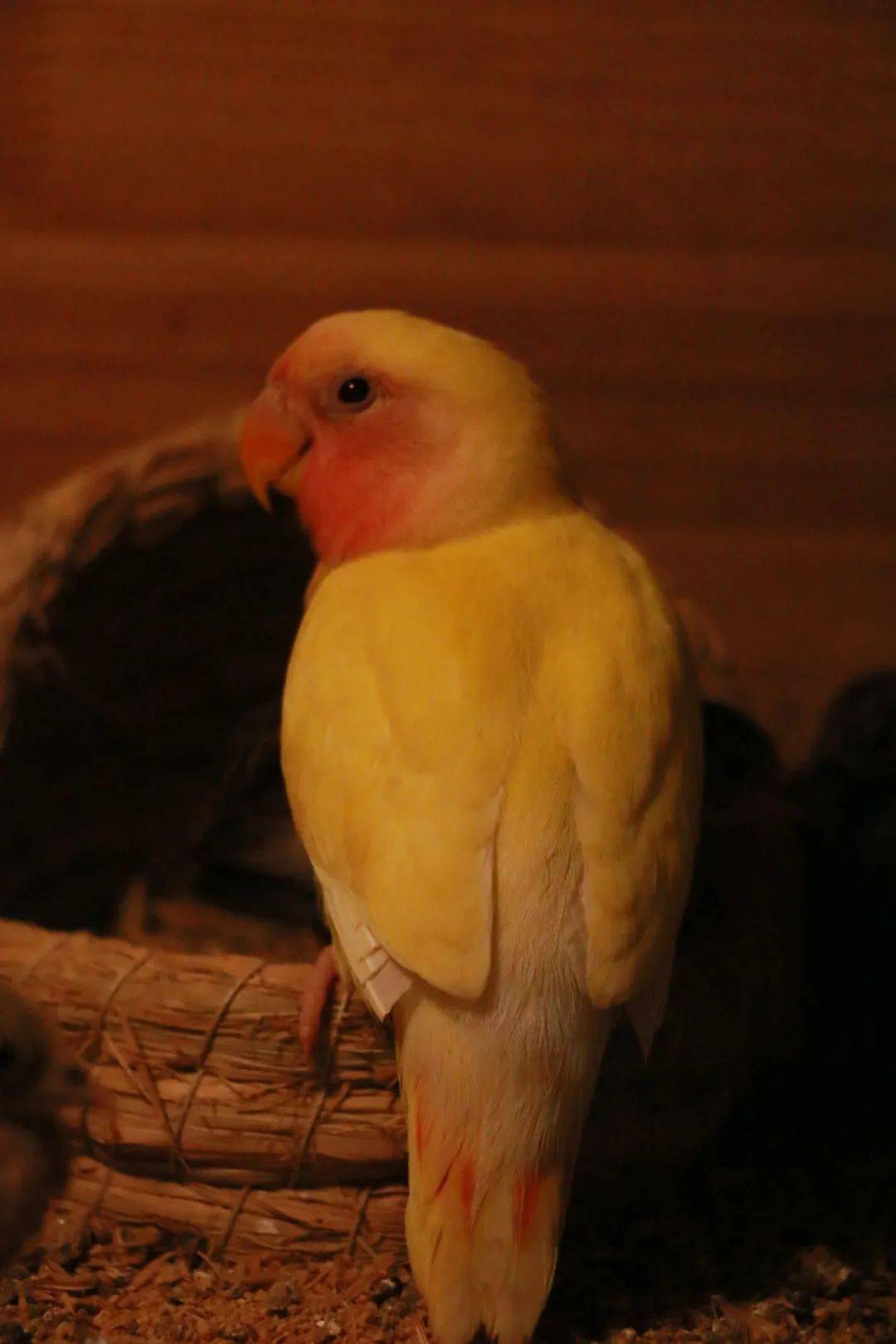 最忠诚的“爱情鸟”：牡丹鹦鹉，和伴侣相依相偎，厮守终生！_搜狐网