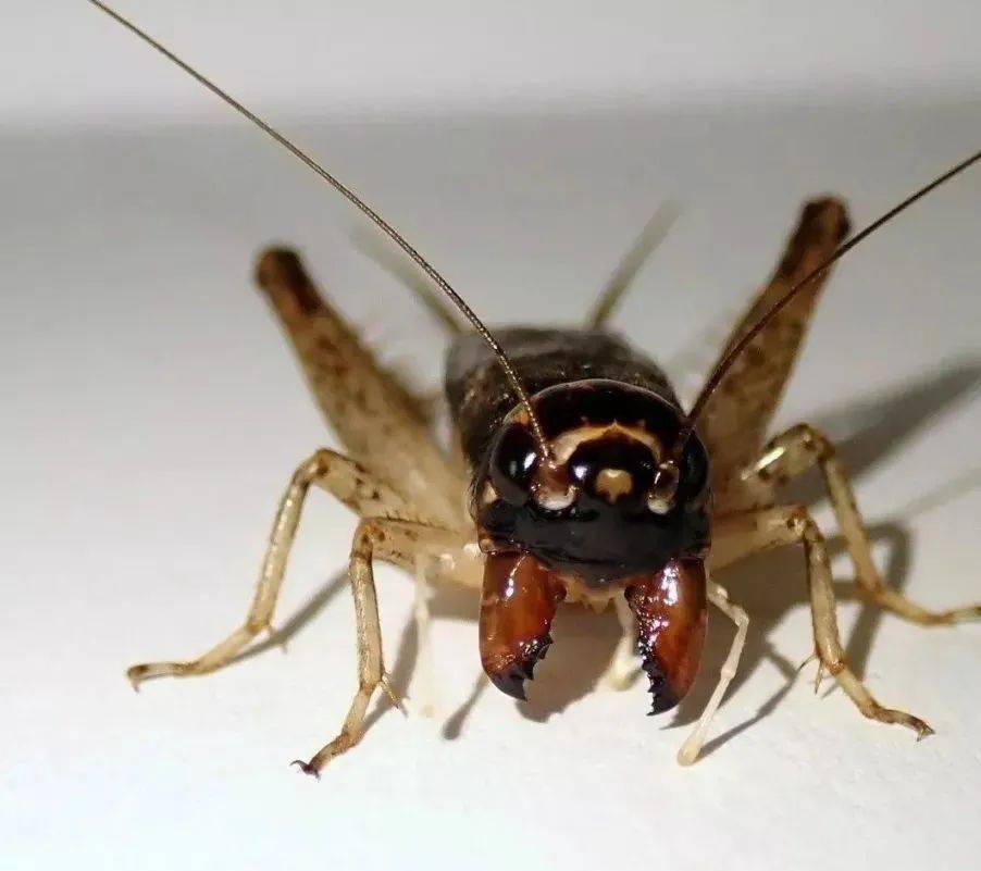 任总说蟋蟀_蛐蛐_叫声_阿牛