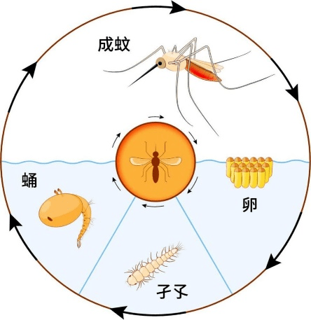 蚊生長發育經歷卵,幼蟲,蛹,成蟲4個階段,前三個蟲態生活在水中.