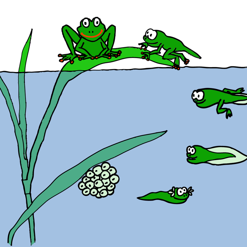 暑假托管班—小蝌蚪进化之旅
