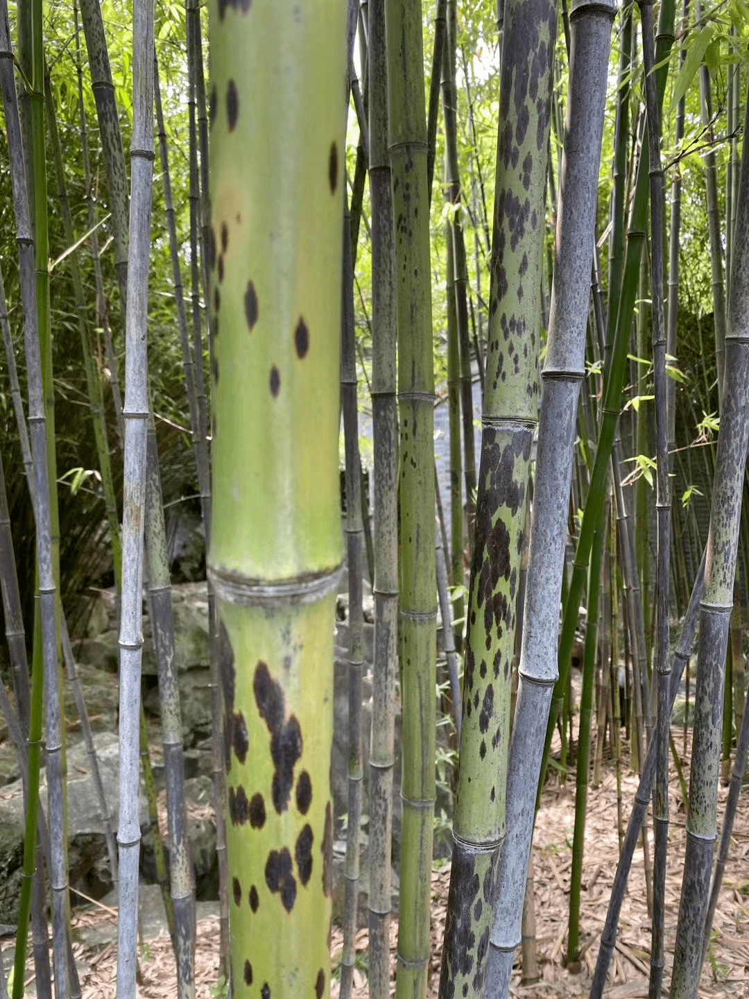 斑布竹子图片