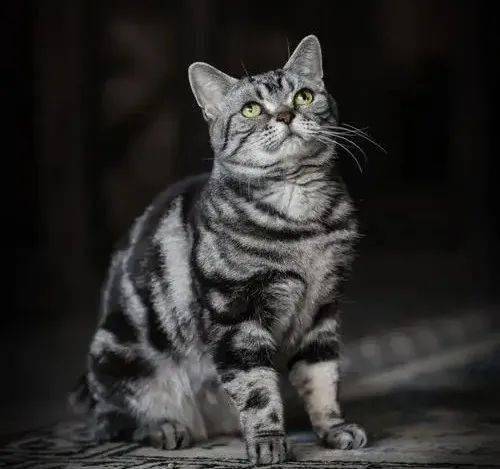 狸花猫的种类有很多种,例如,黑狸花猫,金丝褐,银灰,雪地麻:狸花猫