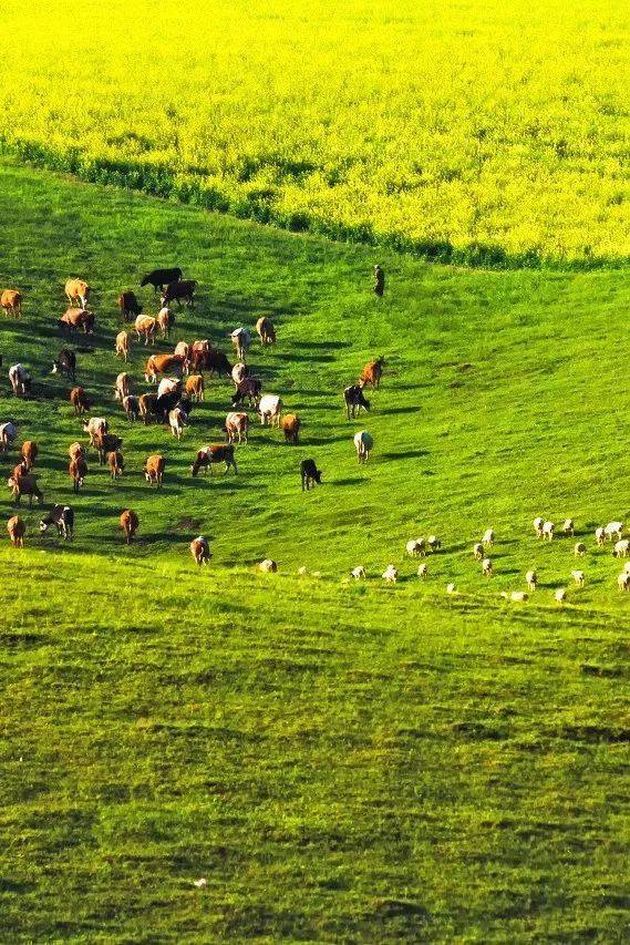 横断山_草原_风景