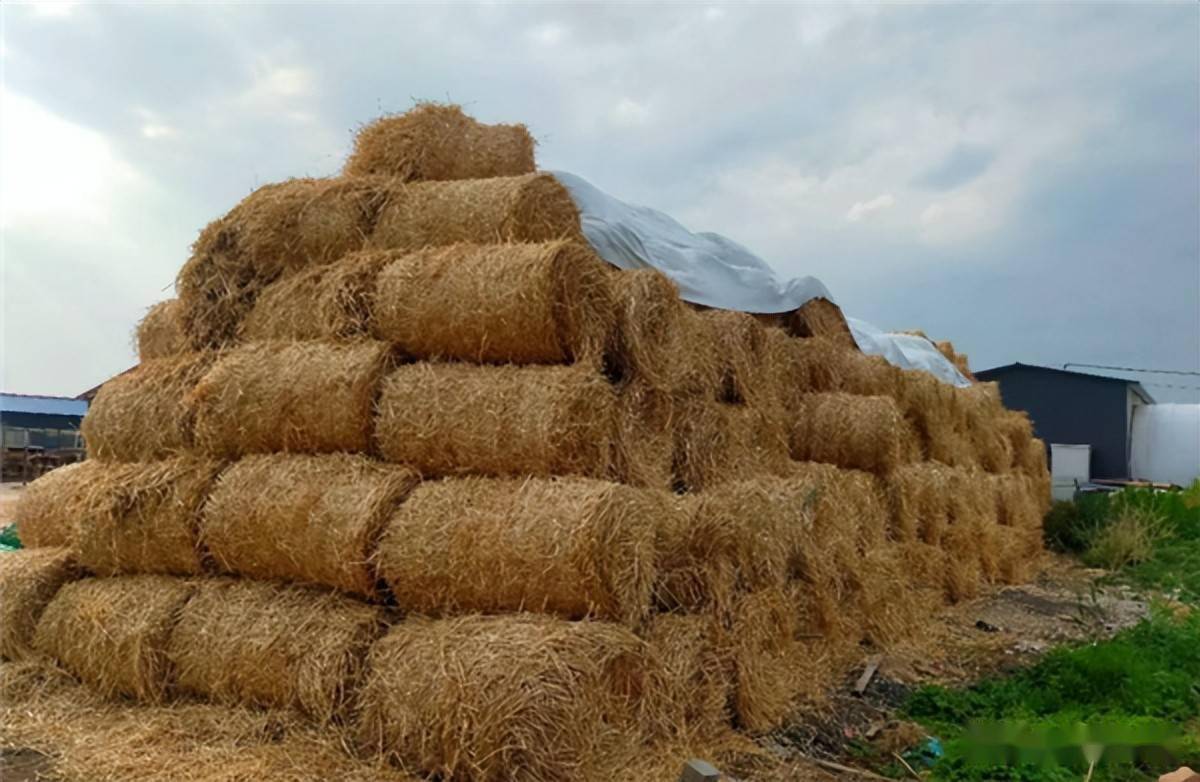冀南新区秸秆成增收致富宝贝