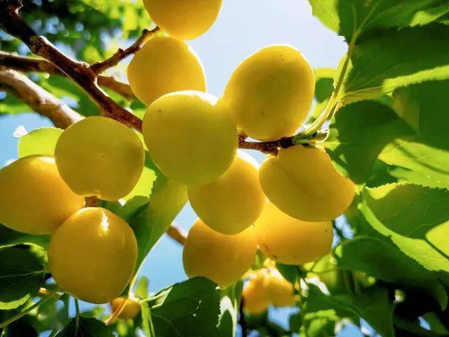 超甜的新疆小白杏一年只卖15天