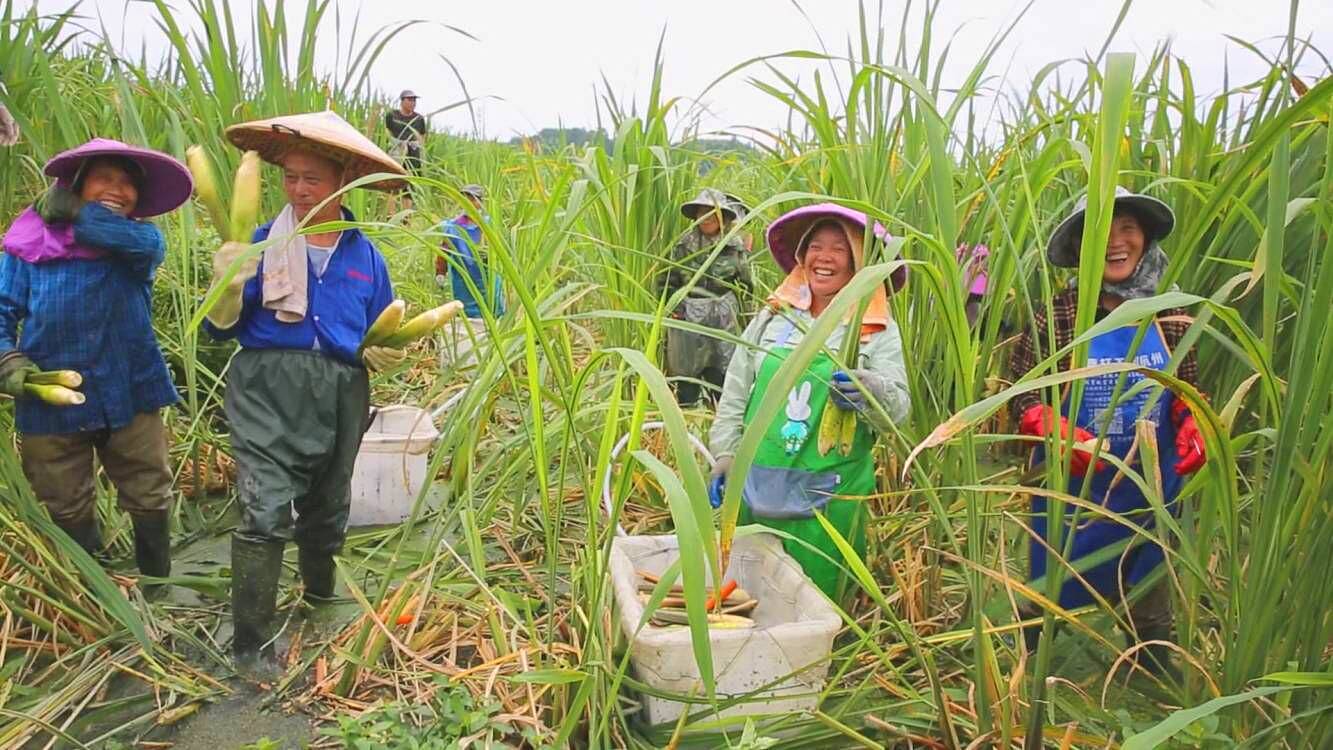 三穗縣長吉鎮:小小茭白 從無到有 從小到大_種植_發展_農業