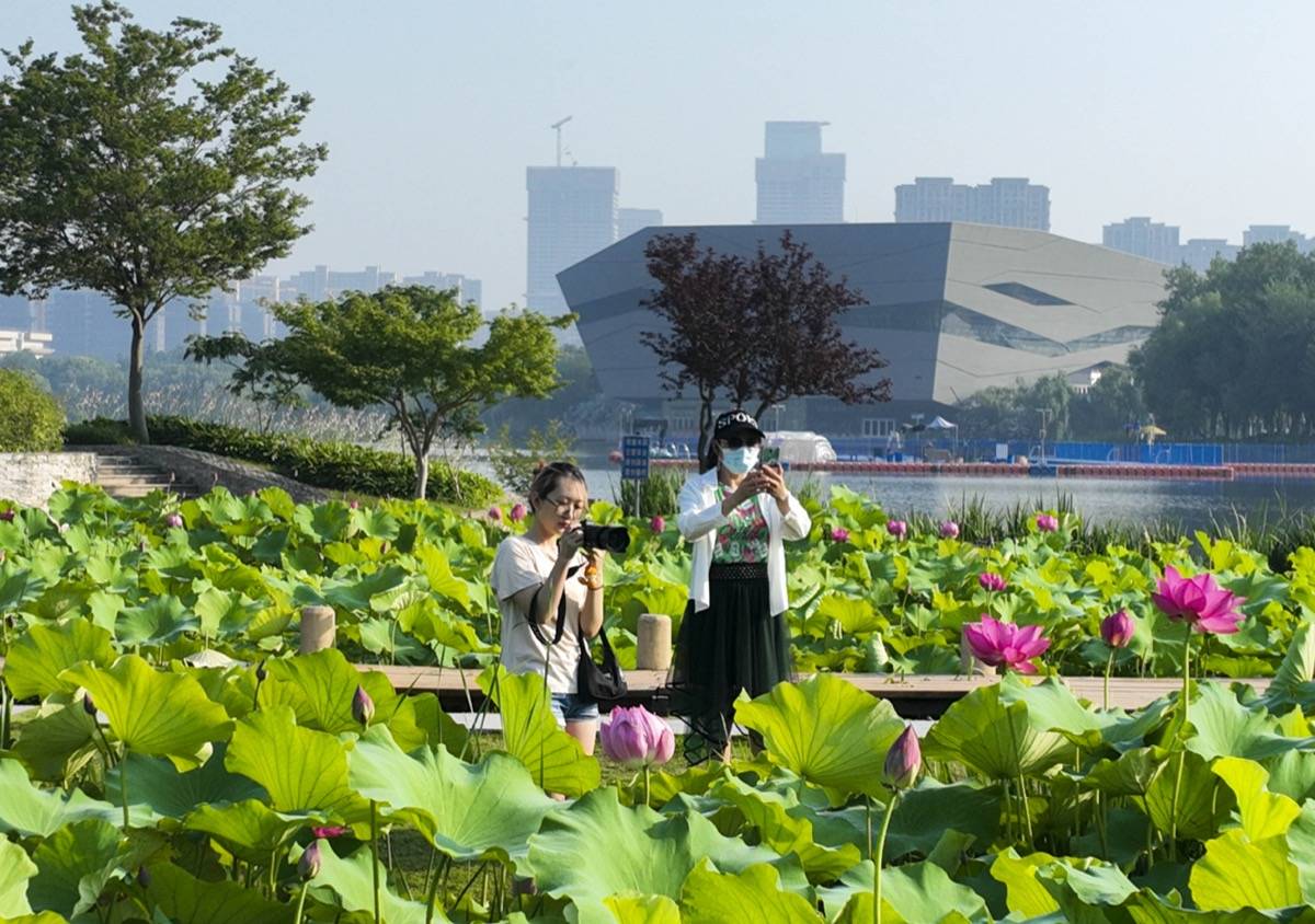 江蘇泰州:荷韻飄香_天德_公園_市民