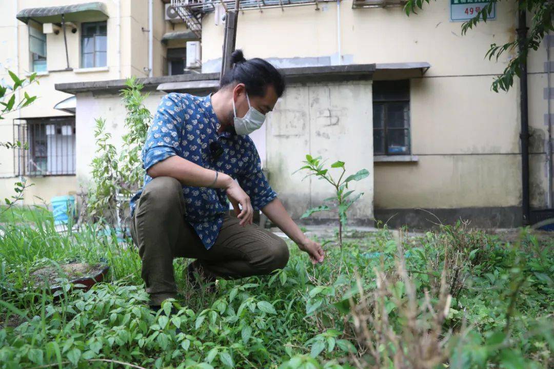 被封两个月 我在小区发现84种草药 43种野菜 生活 植物 封控 被封两个月 我在小区发现84种草药 43种野菜 生活 植物 封控