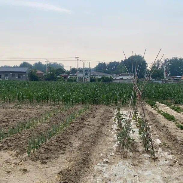 生态一盘棋丨榆垡镇一开展两结合揭网见绿初见成果