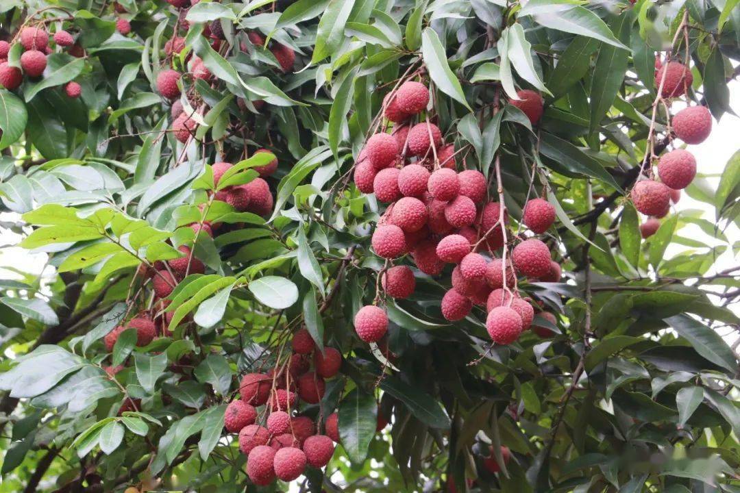 又到一年荔枝成熟季东莞东坑邀您与荔相约