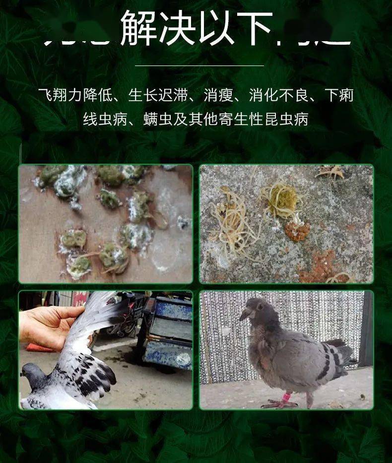 赛鸽是一种运动,也是我们每一个爱鸽人生活不可缺少的一部分,最后祝