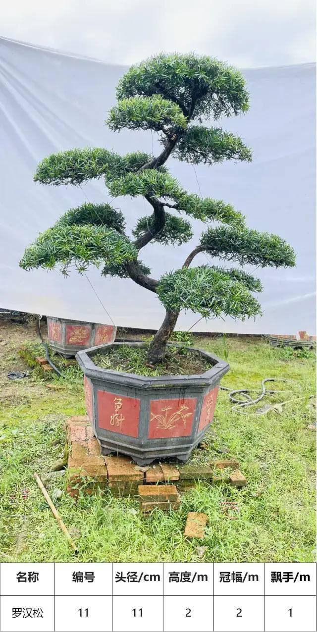 【马后花园】头径12-15公分,s型罗汉松盆景,工程,庭院适用_广东省