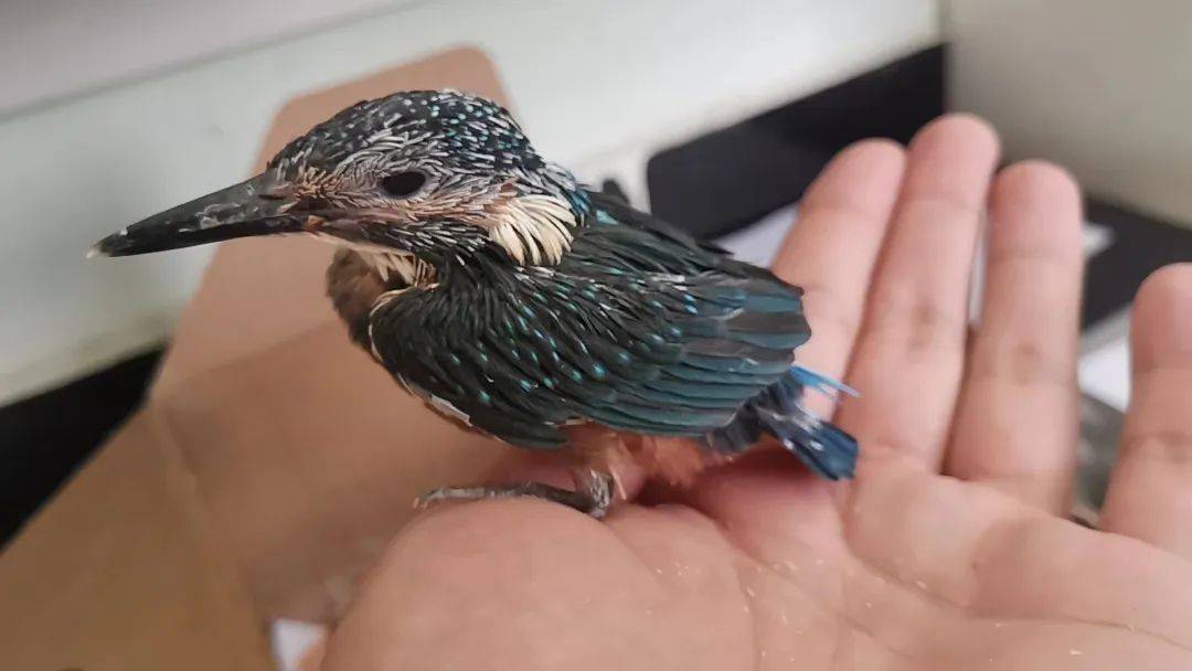 徐州市民捡到"贪吃"幼鸟,一查"身份"不一般!_翠鸟_先生_救护