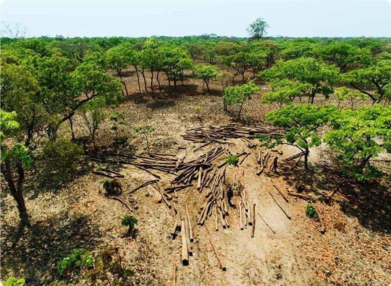 图看非洲血檀的砍伐 网友:不能只怪中国人_工作_伐木场_森林