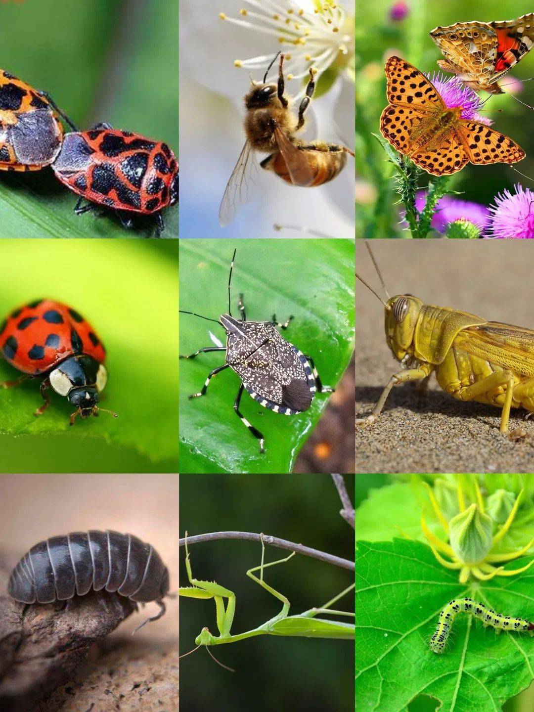 八种常见昆虫图片