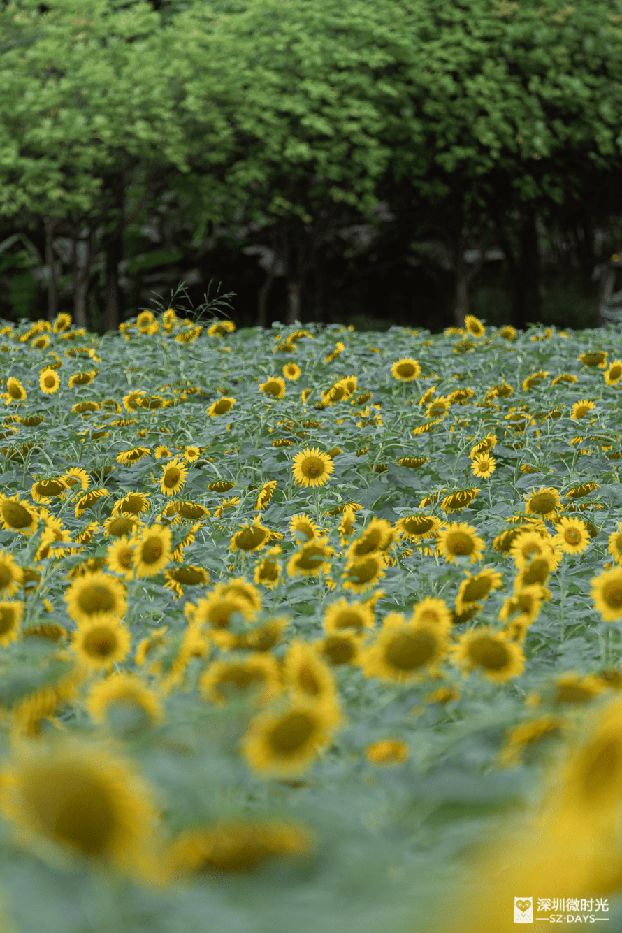 惊艳！深圳「金色花海」来了，万朵向日葵盛放！