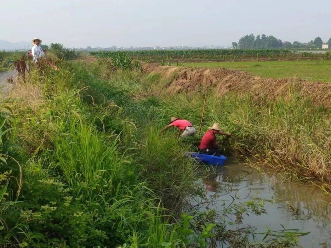 棉船鎮聞汛而動全力以赴打好防汛主動仗