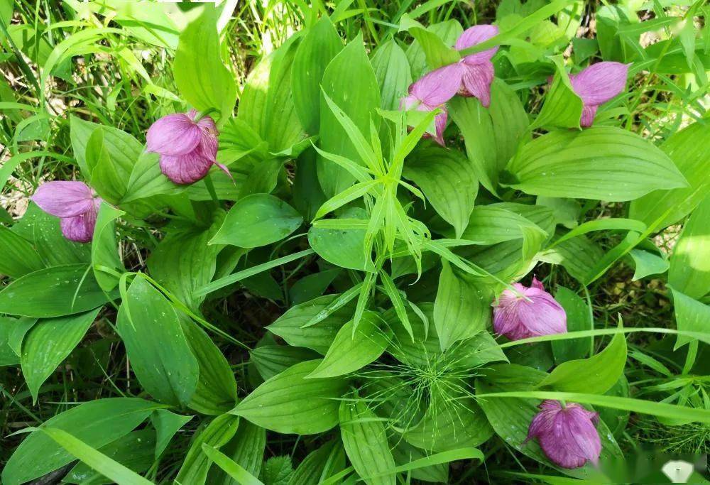 国家一级濒危保护植物毛杓兰现身内蒙古阿尔山