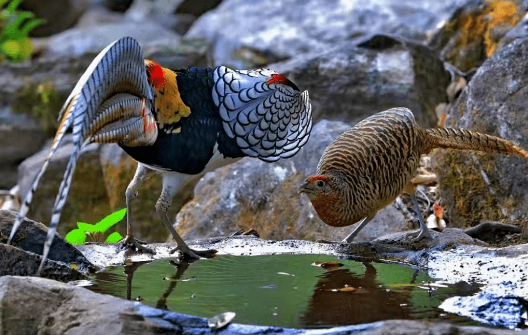 他就干起在苍山西坡捕鸟的营生,什么白腹锦鸡,长尾雉,都是他捕捉的