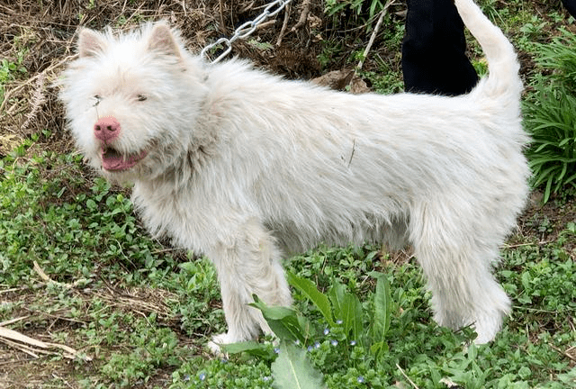 中国最猛的猎犬竟然是一只贵州的土狗