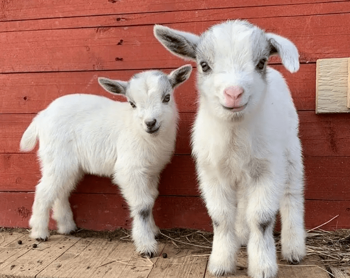 孟子说,大王有一次不忍心看到一头牛要被拉去祭祀,就让一只羊去替换他