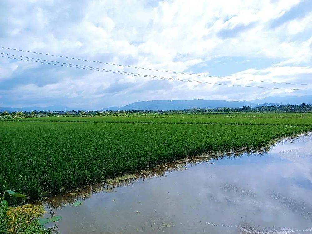 江川区发展稻田养鱼助力乡村振兴