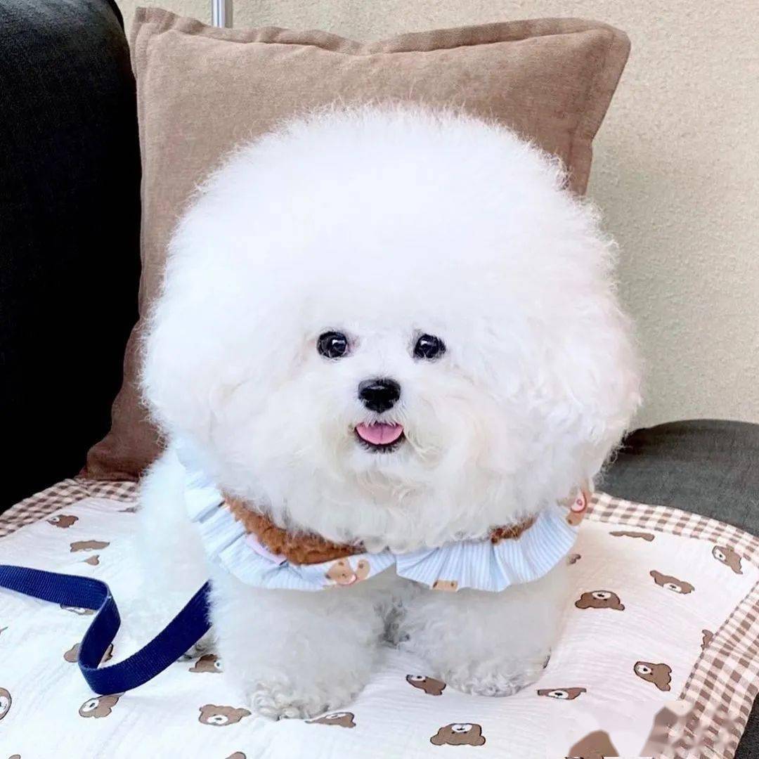 圆头小狗谁看了能忍住不戳戳