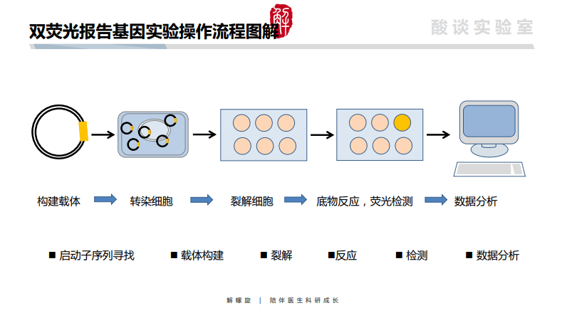 能用於檢測轉錄因子與dna片段的相互作用,或mirna對目的基因表達的