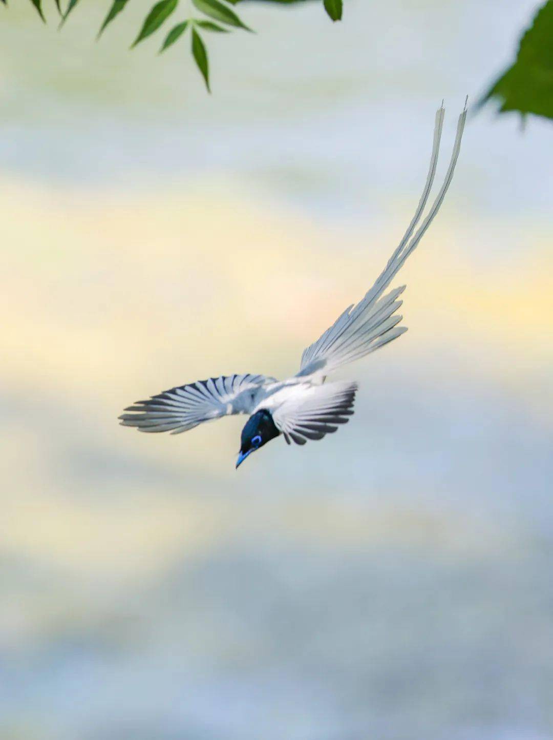 绶带鸟,又来阜南啦!_阜南县_摄影家协会_刘玉华
