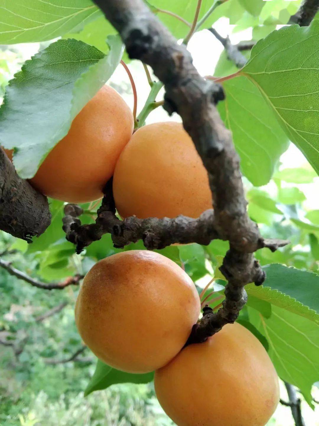 北寨红杏熟啦自家果园每天发货北京90一箱毛重6斤过了这村没这店啦