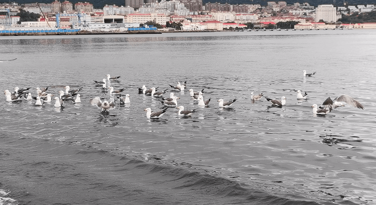 威海幸福门海鸥图片