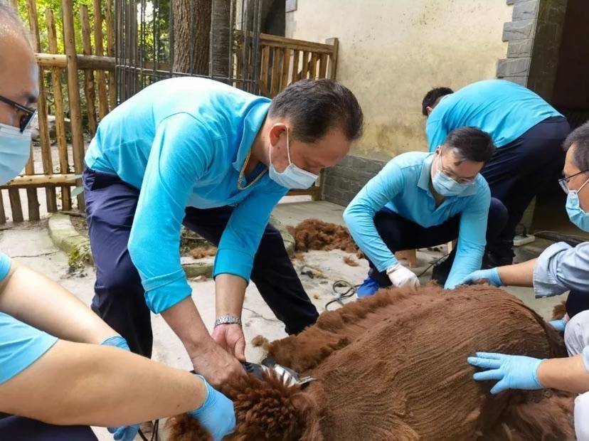 披著毛衣的羊駝會中暑嗎上海動物園託尼天團為羊駝剃毛