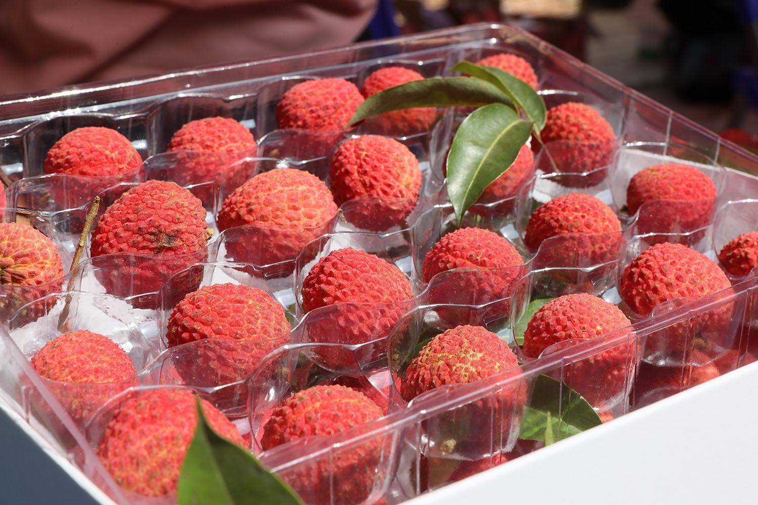 东莞美丽乡村品荔厚街2022厚街镇荔枝文化节启动