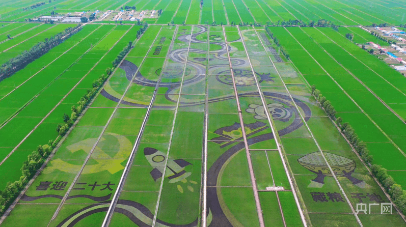 【仲夏农景】千米条田添新景 稻田作画谱新篇_红光农场_设计_黑土