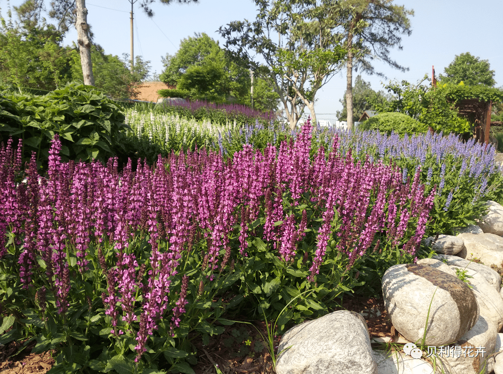 常绿性宿根花卉图片