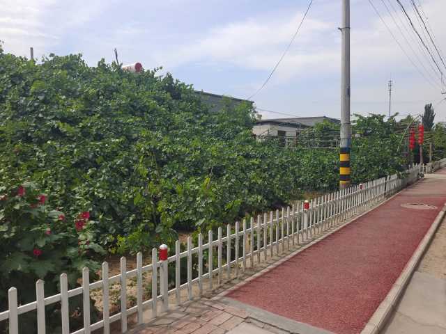 青铜峡市小坝镇美丽庭院村村美