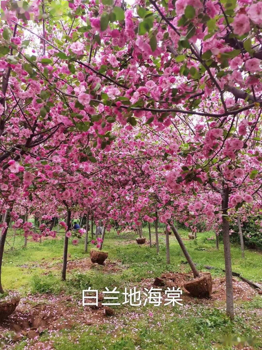 满足这几个条件的观花乔木 未来市场前景无限 开花 行道树 花朵