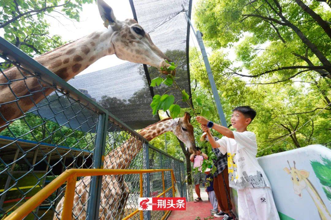 中山公园动物园门票免费领!_荆州_活动_黑猩猩