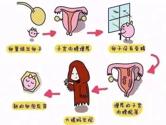 月经的形成机制示意图图片