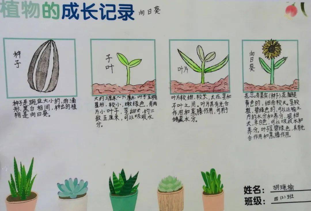 ▼孩子们一起种植植物