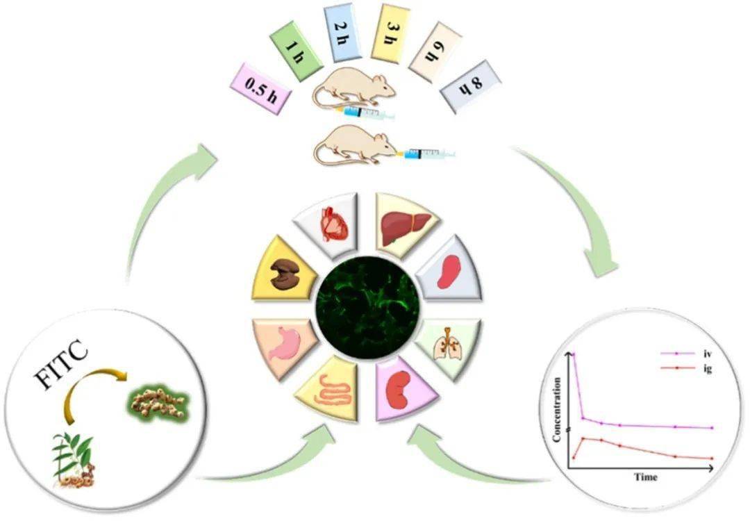 739)的一篇文章,揭示荧光标记法研究黄精