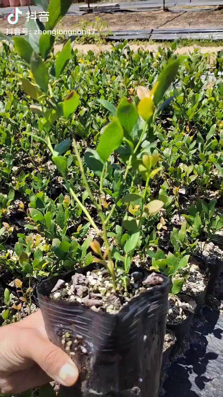 智力杜克蓝莓苗,北高丛品种,串果蓝莓树苗基地蓝莓苗 蓝莓苗基地_杜克